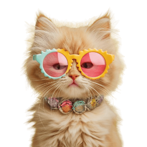 Lorenzo - A stylish cat wearing sunglasses